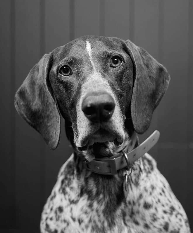 Frank Dawg Portrait